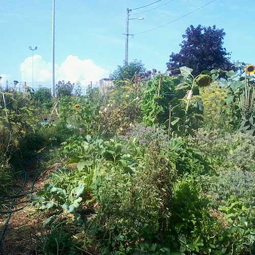 Les grands principes de la permaculture