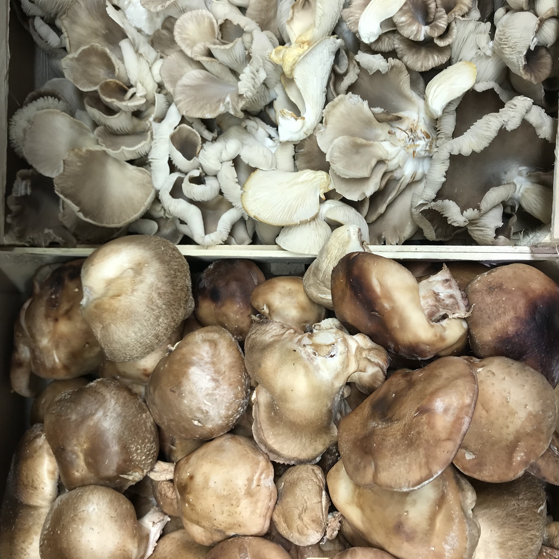 Boiteau Champignon d'Anneville